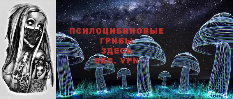 Псилоцибиновые грибы Psilocybe  Прокопьевск 